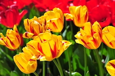 Tulipes striées au château de Cheverny 