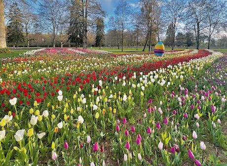 Un ruban de 500000 tulipes dans les jardins du château de Cheverny le 28 mars.