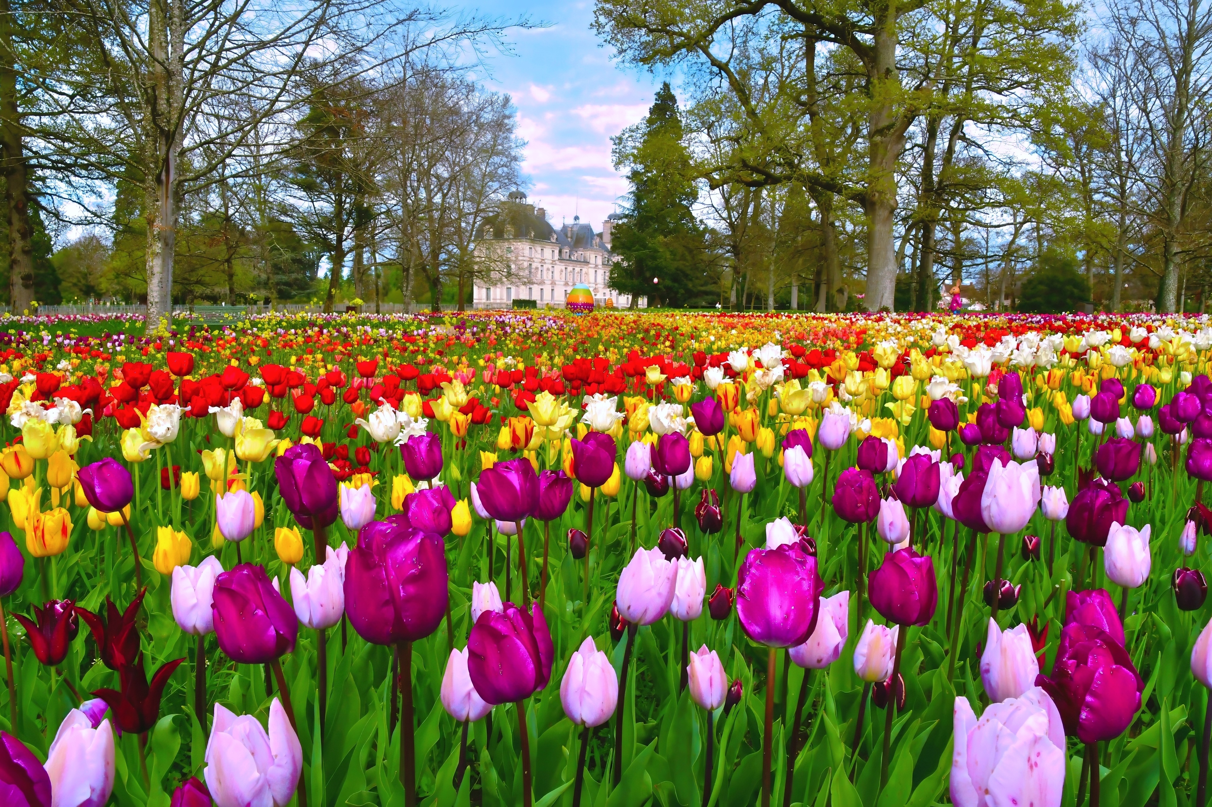 Ribbon of 500,000 tulips