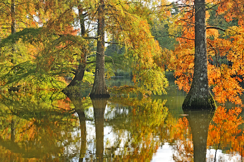 Cypres chauves en automne au château de Cheverny - copyright Bousseaud