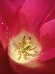 Le pistil de la tulipe rose et blanche dite "Château de Cheverny"