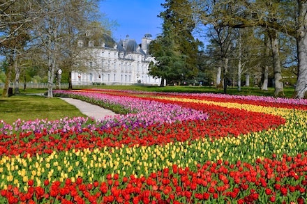 Un demi-million de tulipes forment un ruban de 250m dans le parc du château de Cheverny