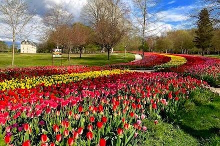 Un ruban de 500 000 tulipes dans les jardins du château de Cheverny en avril.