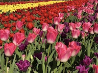 Tulipes Triumph au château de Cheverny (val de Loire)