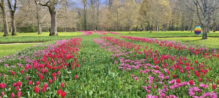 Un ruban de 500000 tulipes dans les jardins du château de Cheverny en avril.