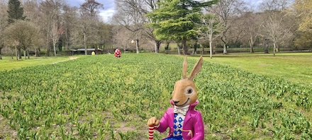 Un ruban de 500000 tulipes dans les jardins du château de Cheverny en avril.