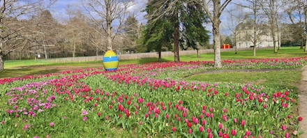 Un ruban de 500000 tulipes dans les jardins du château de Cheverny en avril.