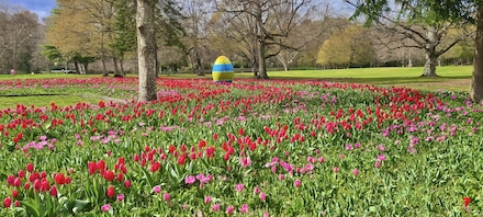 Le ruban de 500000 tulipes au château de Cheverny