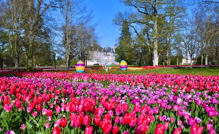 Un ruban de 500000 tulipes dans les jardins du château de Cheverny en avril.