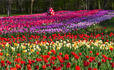 Un ruban de 500000 tulipes dans les jardins du château de Cheverny en avril.