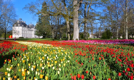 Un ruban de 500000 tulipes dans les jardins du château de Cheverny en avril.