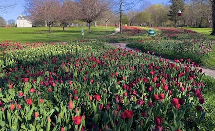 Un ruban de 500000 tulipes dans les jardins du château de Cheverny en avril.