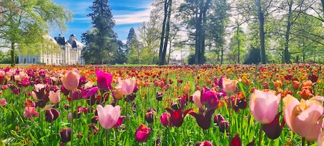 Un ruban de 500000 tulipes dans les jardins du château de Cheverny le 12 avril.