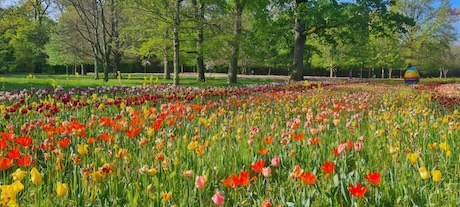 Un ruban de 500000 tulipes dans les jardins du château de Cheverny le 12 avril.