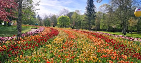 Un ruban de 500000 tulipes dans les jardins du château de Cheverny le 12 avril.