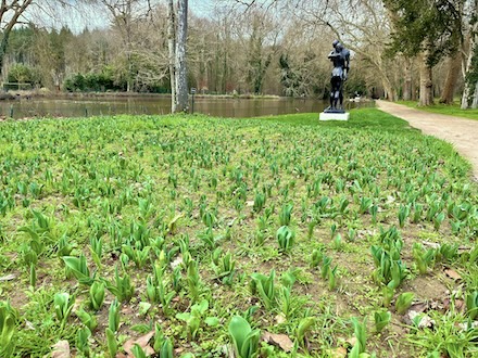 Un ruban de 500000 tulipes dans les jardins du château de Cheverny en février.