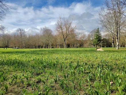 Un ruban de 500000 tulipes dans les jardins du château de Cheverny en février.