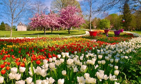 Un ruban de 500000 tulipes dans les jardins du château de Cheverny le 11 avril.
