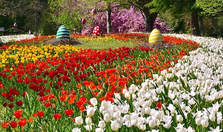 Un ruban de 500000 tulipes dans les jardins du château de Cheverny le 11 avril.