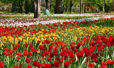 Un ruban de 500000 tulipes dans les jardins du château de Cheverny le 11 avril.