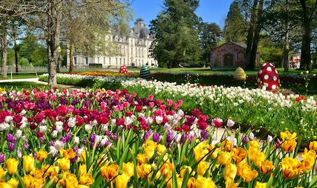 Un ruban de 500000 tulipes dans les jardins du château de Cheverny le 11 avril.