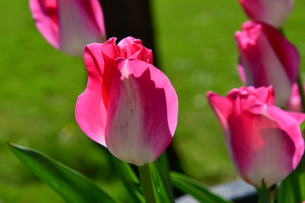 Les tulipes roses et blanches appelées "Château de Cheverny"