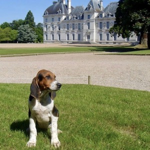 Chiot devant la façade du château de Cheverny