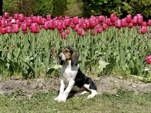 Chiot devant des tulipes roses