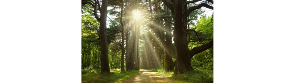 Allée des 157 cèdres du parc du château de Cheverny