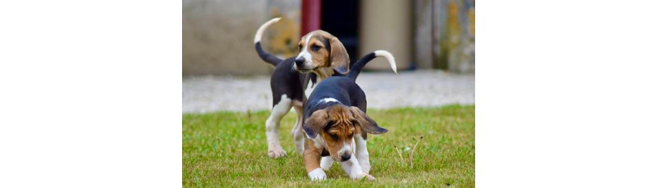 Chiots tricolores français du château de Cheverny