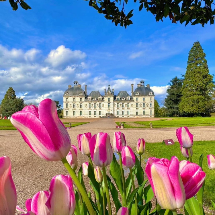 Les tulipes baptisées 
