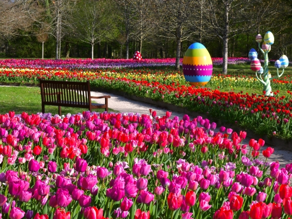Un banc au croisement des 2 rubans de 500000 tulipes au château de Cheverny.