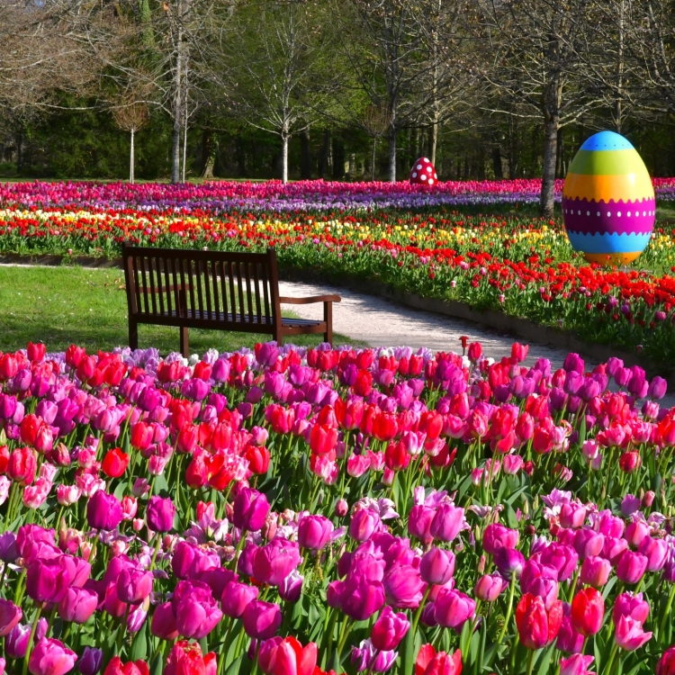 Un banc au croisement des 2 rubans de 500000 tulipes au château de Cheverny.