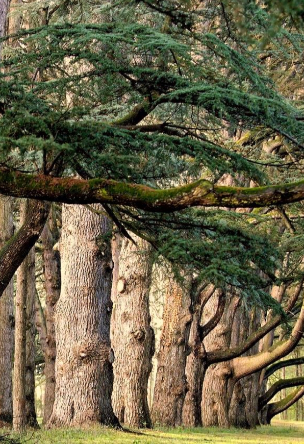 Allée des cèdres centenaires