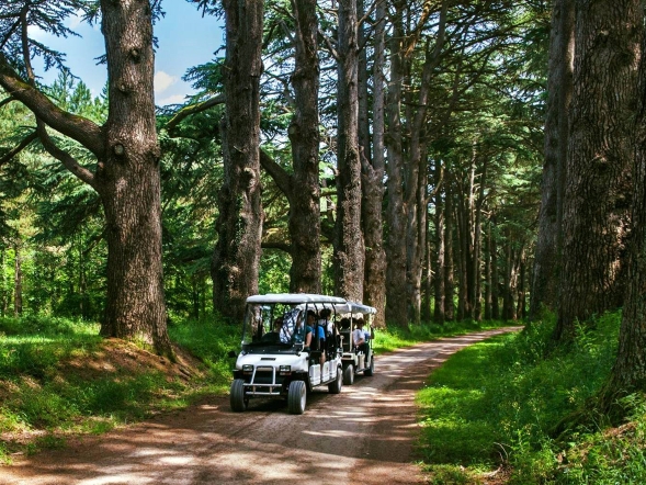 Visiteurs dans une voiturette électrique parcourant l'allée de cèdres centenaires.