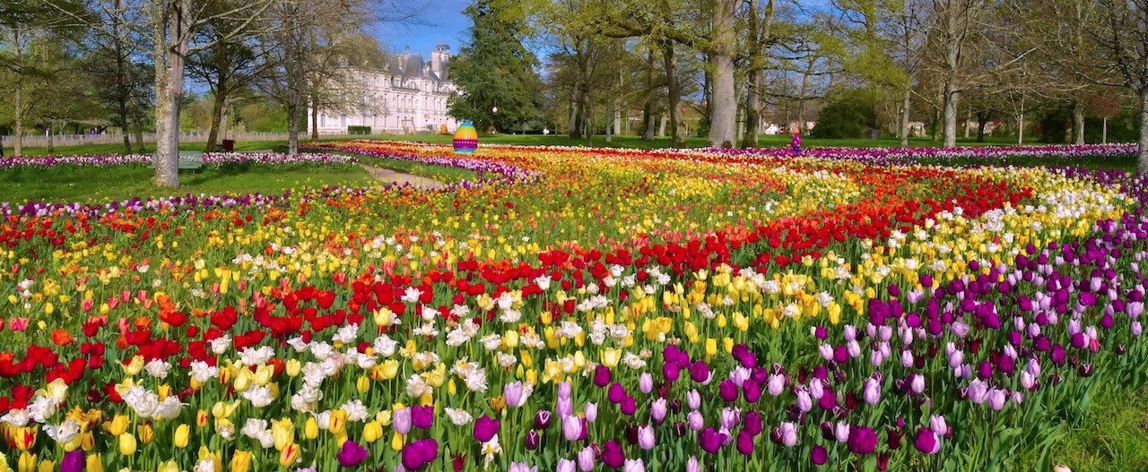 500 000 Tulpen im April !