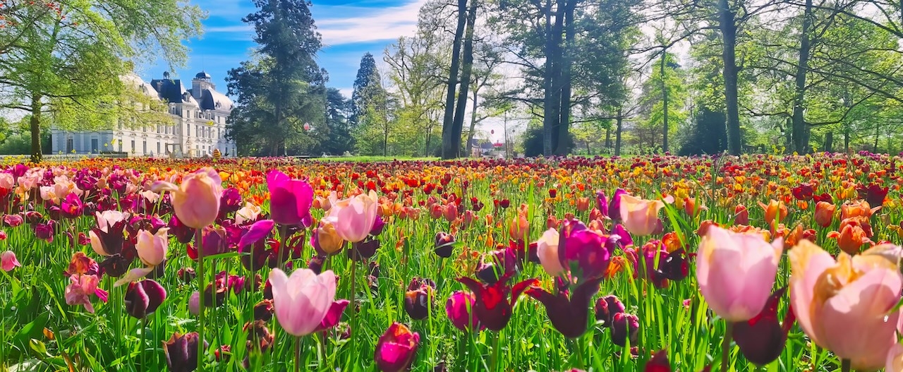 Avril : un double ruban de 500.000 tulipes !