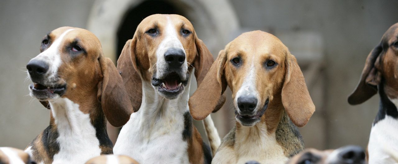 参观舍维尼猎犬群